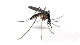 Taubaté fecha fevereiro com redução histórica de casos de dengue