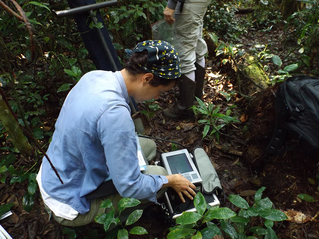 Pesquisa tenta criar alerta antes que plantas desapareçam por falta d’água