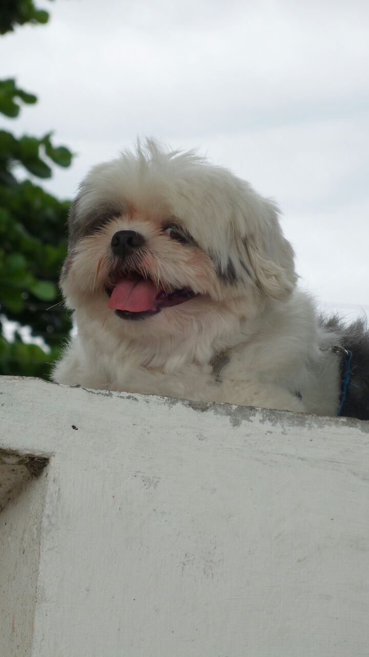 Praça da Estação terá 1º desfile de Cães
