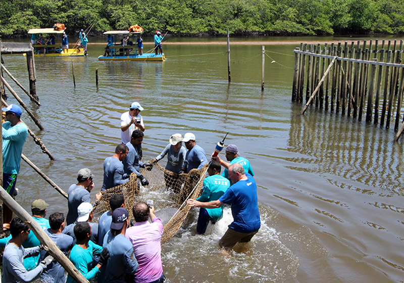Peixe-boi é devolvido à natureza em Alagoas