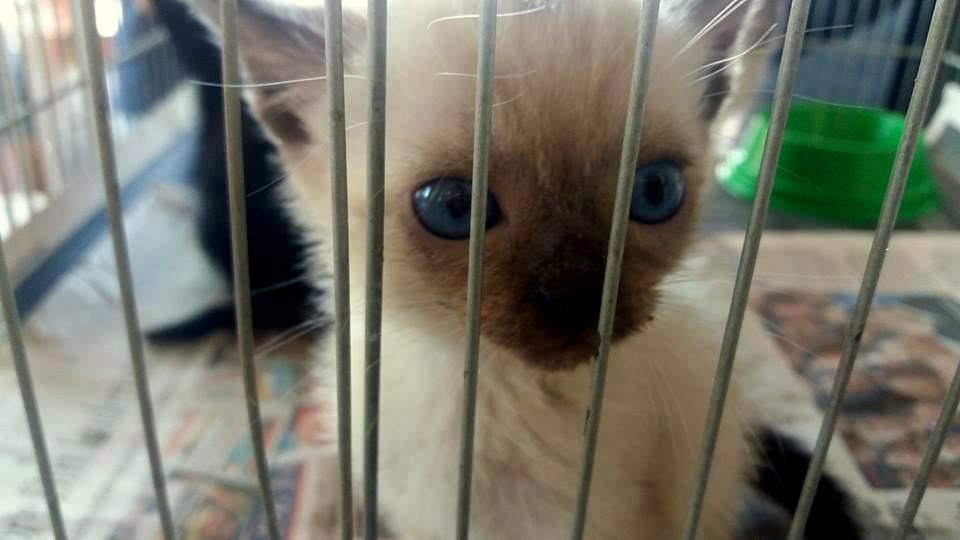 Animais poderão ser vacinados e cadastrados para castração neste fim de semana no Taubaté Shopping