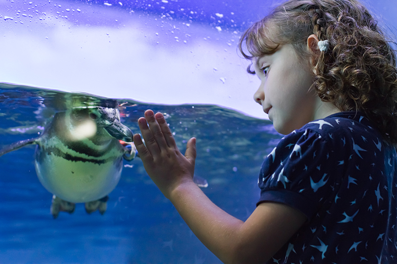 Aquário de Ubatuba lança aplicativo e torna visitação totalmente interativa