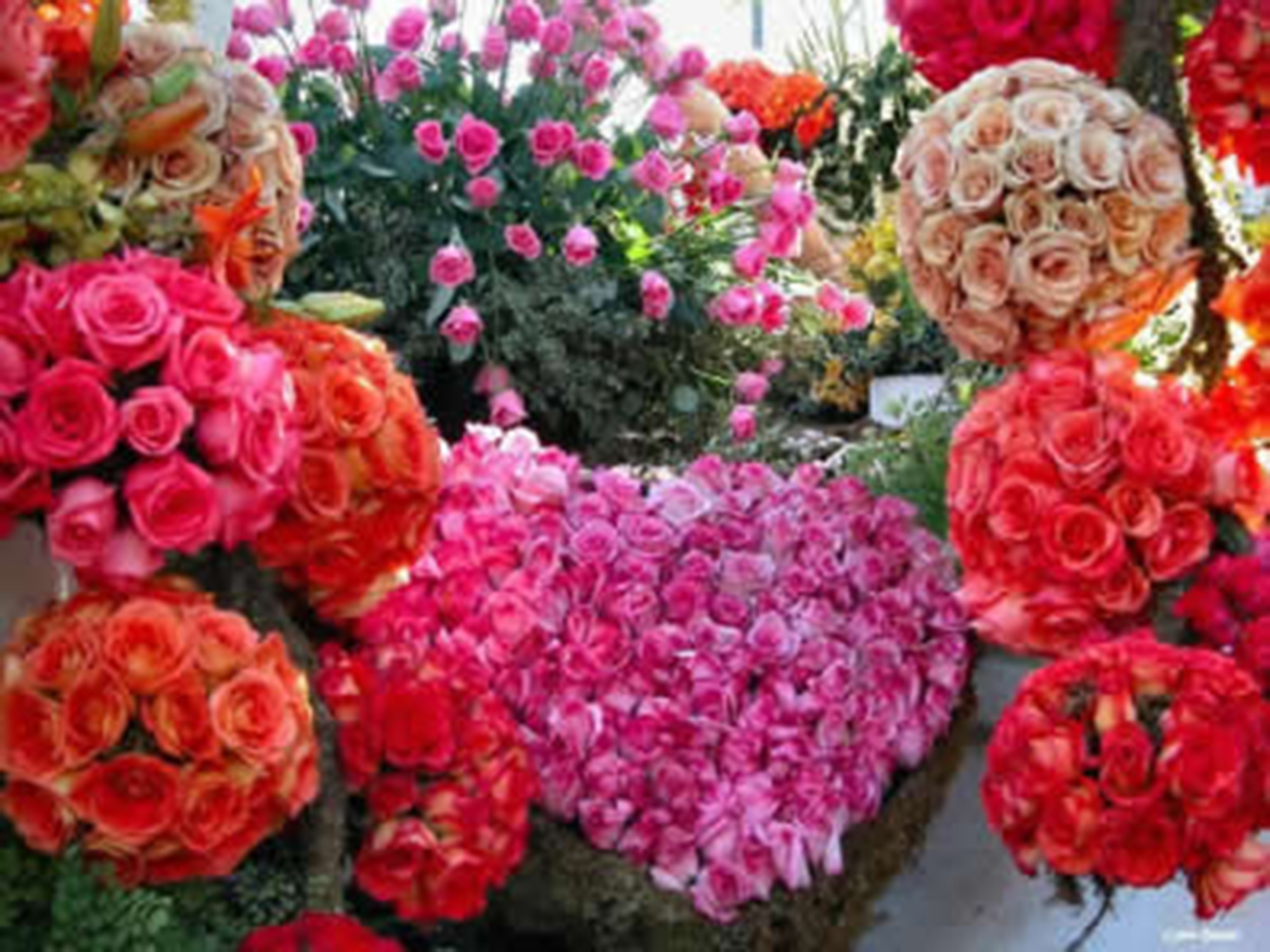 Dia das Mães aquece o mercado nacional de flores