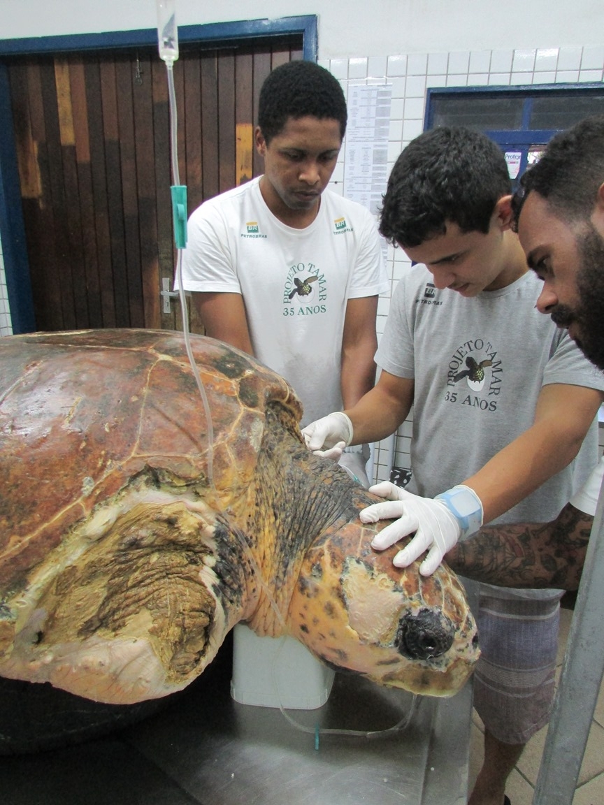 Macho de tartaruga-cabeçuda de 116kg  será devolvido ao mar em Ubatuba