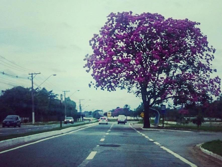 Prefeitura de Taubaté apresenta Plano de Arborização Urbana em audiência pública