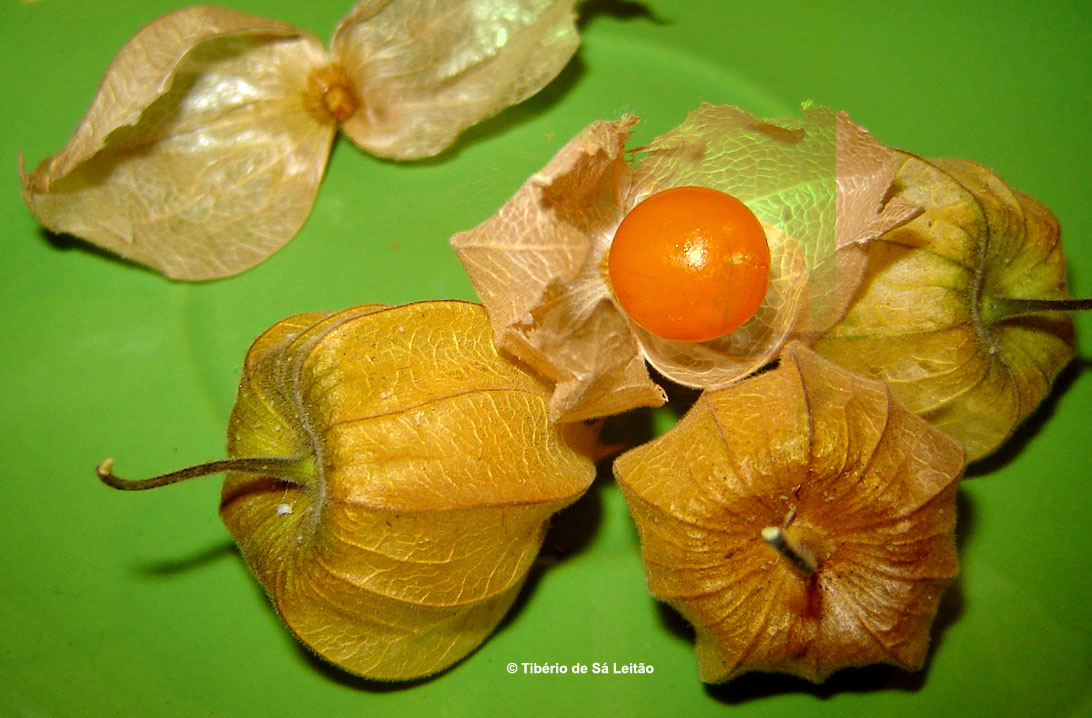 Santo Verbo – Physalis, Nutritiva e Exótica