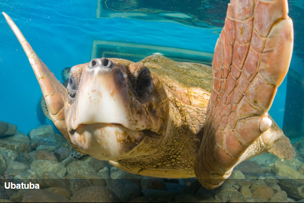 Projeto Tamar de Ubatuba tem programação especial de férias