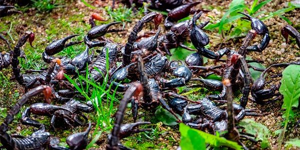 Parque São Luiz, Sabará e Esplanada Santa Teresinha recebem campanha Xô Escorpião