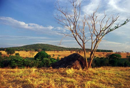 Em dois anos Cerrado perdeu equivalente a mais de três DF pelo desmatamento