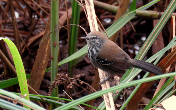 Casal de ave rara é registrado em floresta da Fibria na região do Vale do Paraíba