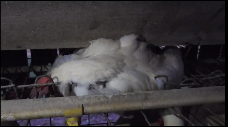 Vídeo revela terrível sofrimento animal em granja que abastece fornecedor de ovos do Walmart