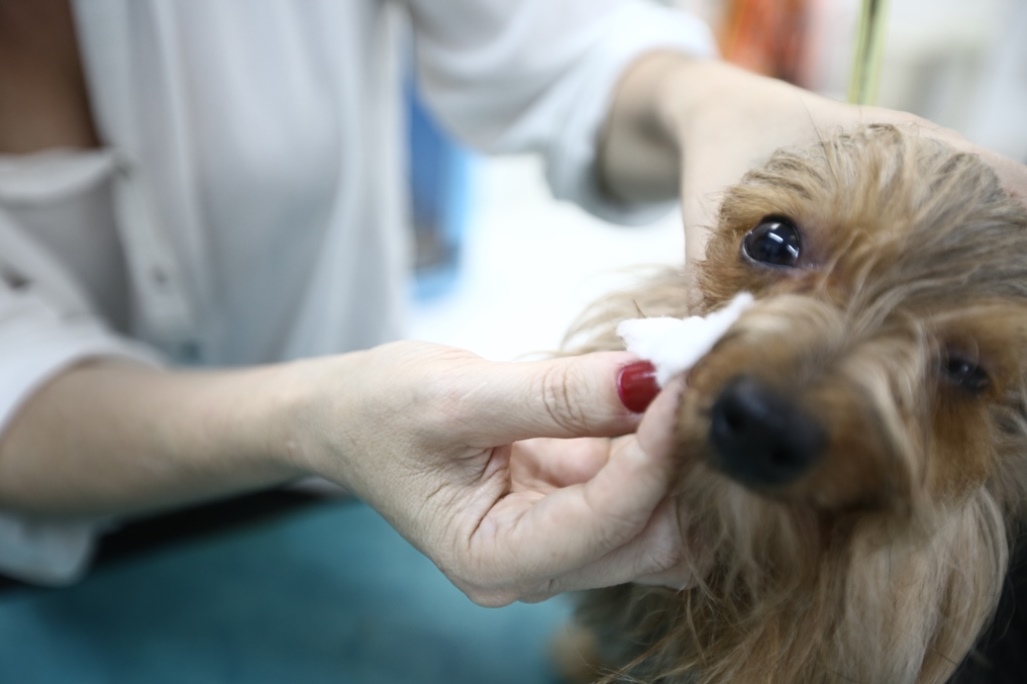 Deputados aprovam projeto que garante segurança de animais nos petshops