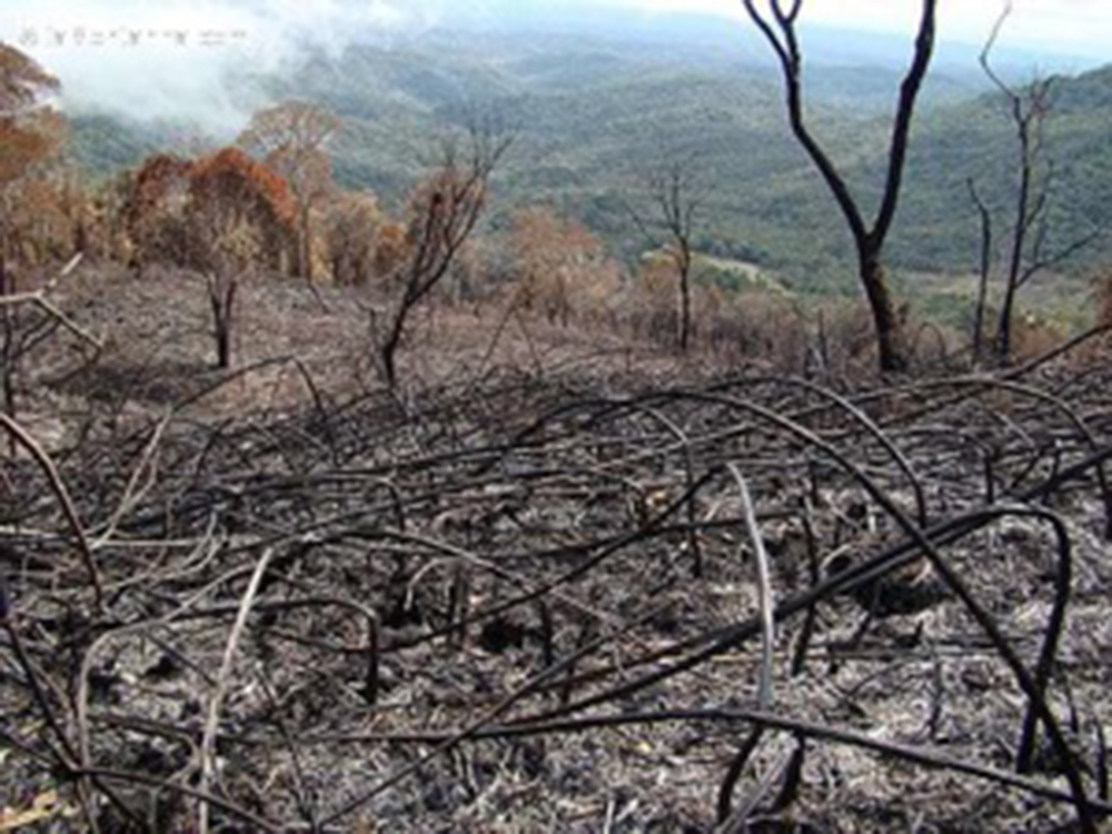 Recorde de queimadas em setembro causa danos incalculáveis