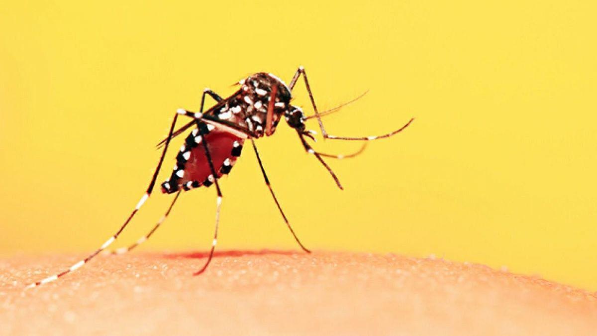 Alerta | Estado reforça risco de casos de Febre Amarela em Taubaté e região