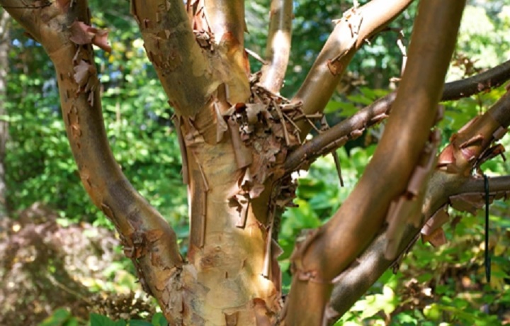 Árvore rara é descoberta  em área da Fibria no Vale