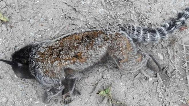 Taubaté investiga morte de macaco no bairro Areão