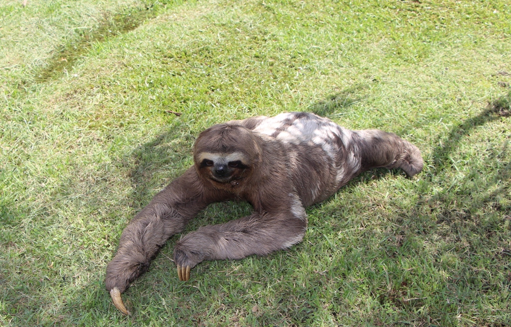 Animais silvestres resgatados na via Dutra são encaminhados ao Centro de Reabilitação da Univap