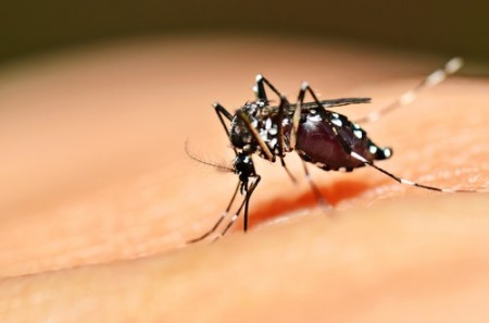 Taubaté distribui sacos de areia contra o Aedes aegypti