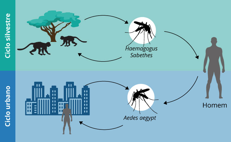 64% dos brasileiros estão muito preocupados com surto de  Febre Amarela