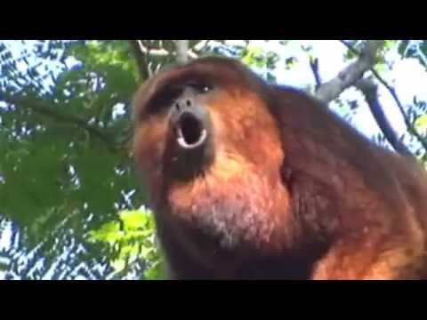 Taubaté confirma morte de  4 macacos por Febre Amarela