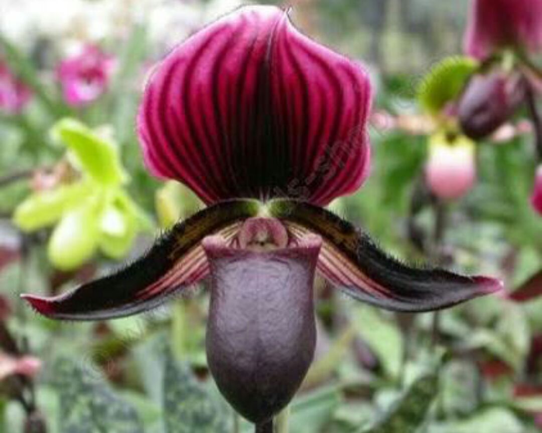 Feira de Orquídeas e Suculentas chega ao Via Vale