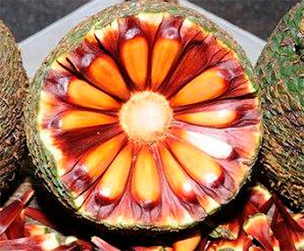 Cunha realiza 18ª edição da Festa do Pinhão