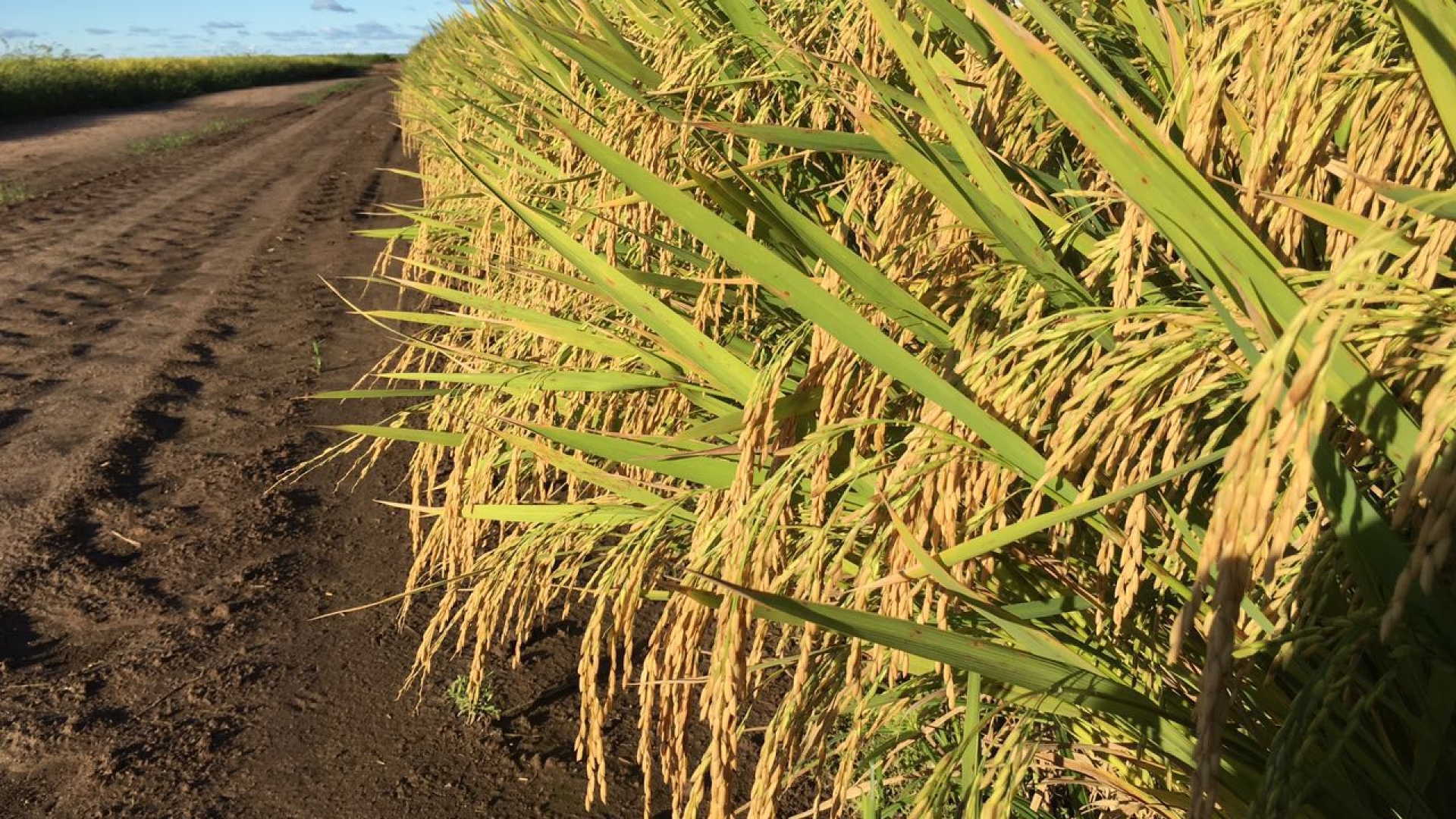 Vale do Paraíba recebe  o Dia de Campo de Arroz Irrigado