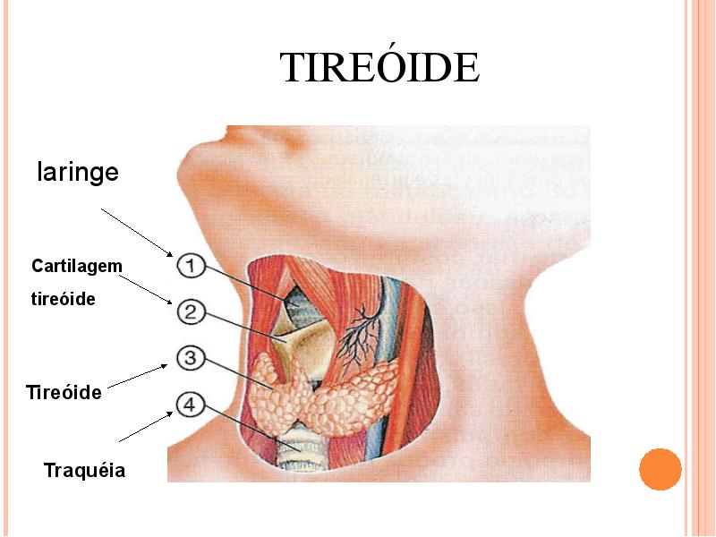 HR alerta para os cuidados com a Glândula Tireoide