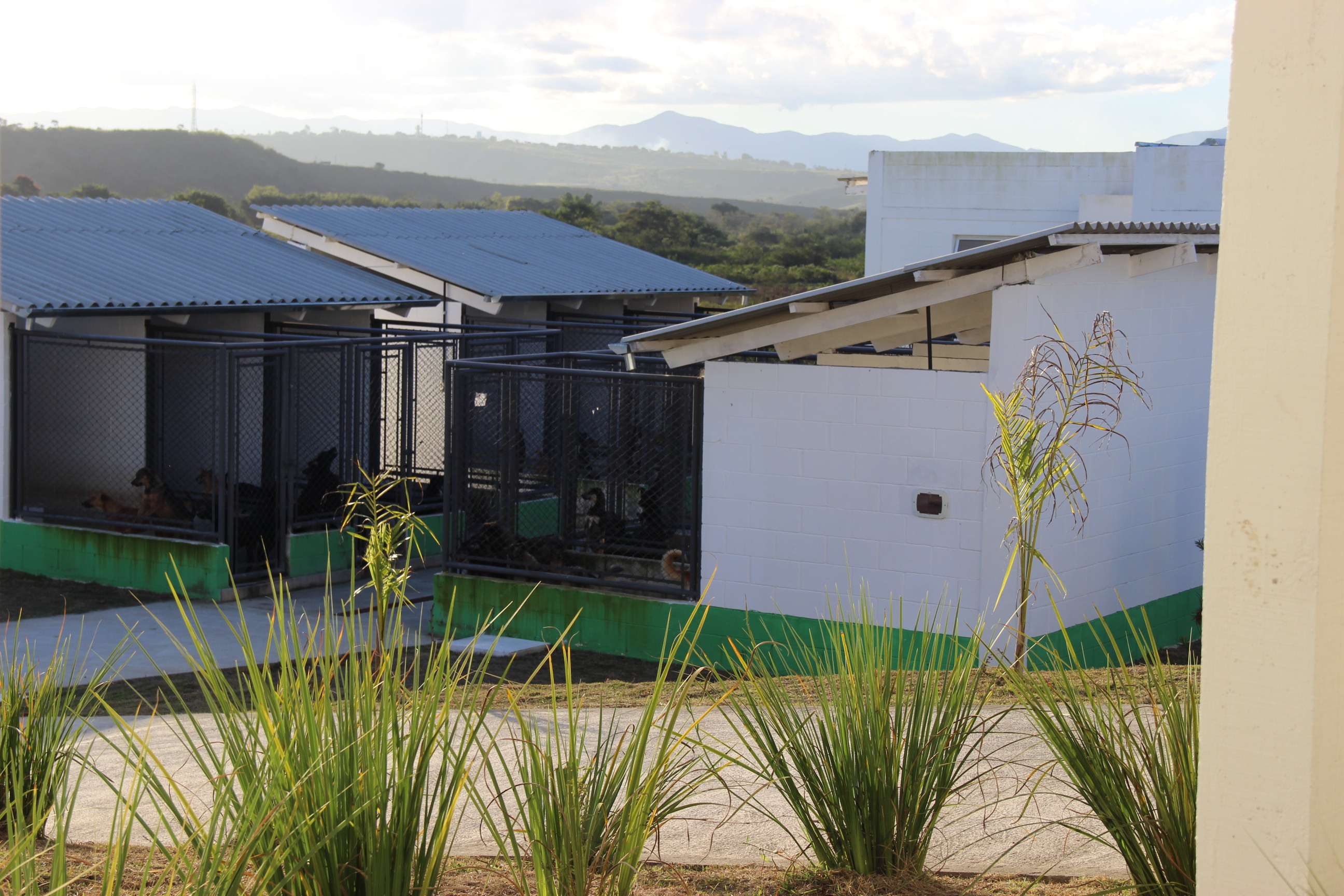 Convênio implanta abrigos para cães e gatos em unidades prisionais