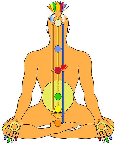 Qual a importância do Centro de Força Esplênico no Circuito Vital?