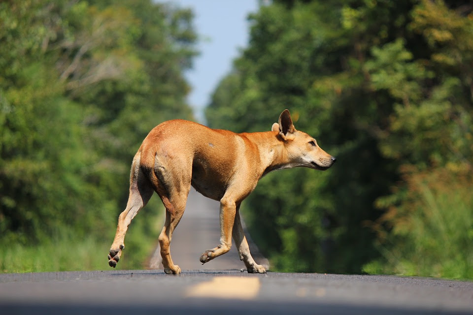 CRMV-SP alerta para os riscos do abandono de animais nas rodovias
