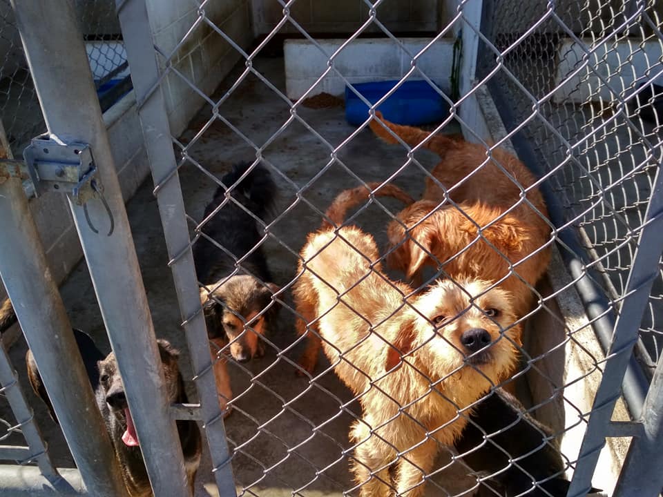 Placas estimulam adoção de animais do CCZ de Taubaté
