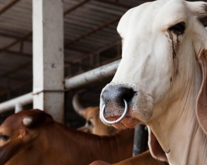 Animais de abate são flagrados sendo alimentados com  produtos que aumentam risco de ocorrência  de Vaca Louca