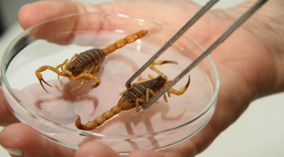 Cresce o número de casos de ataques de escorpião