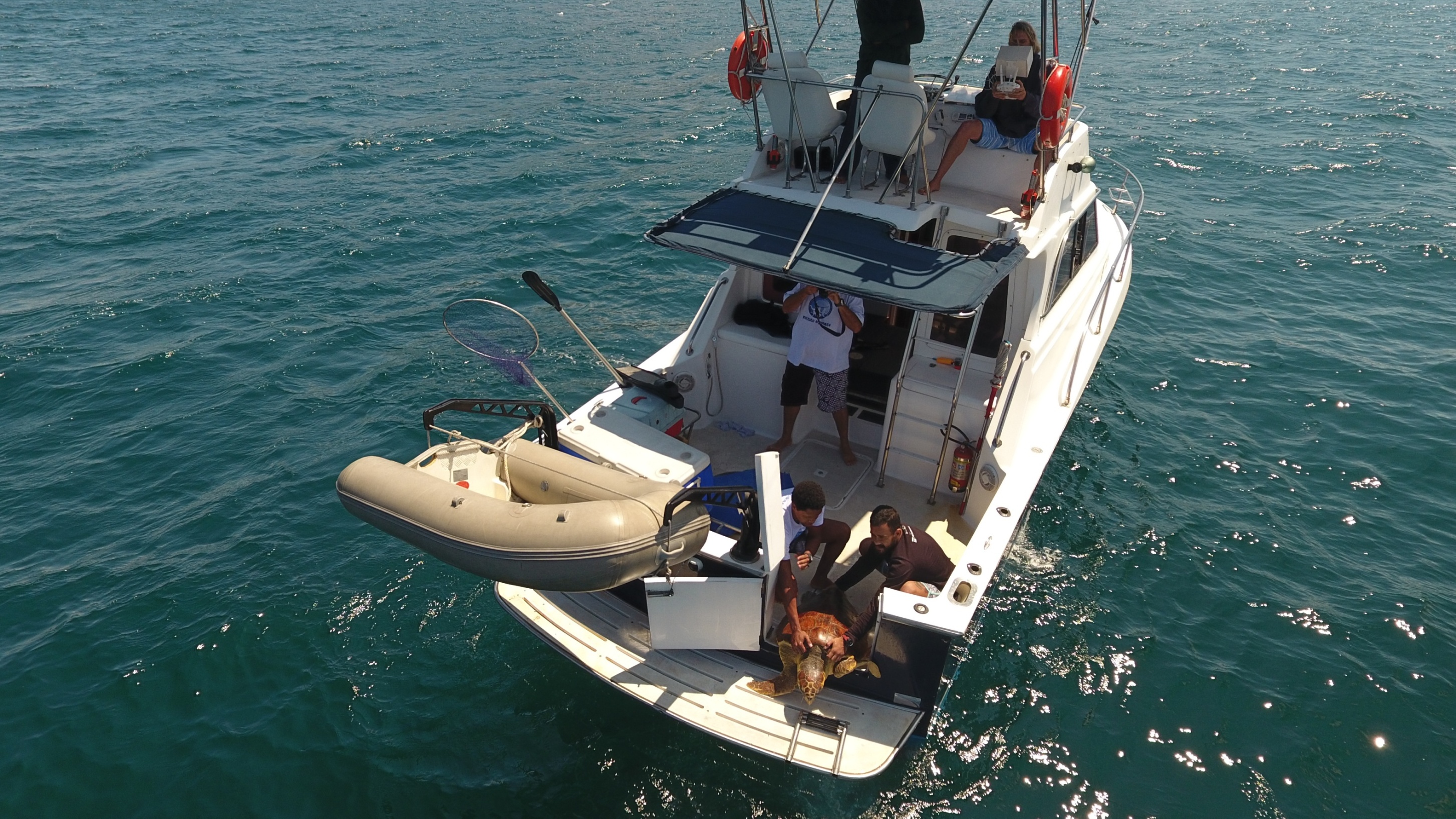 Tartaruga volta para o mar após recuperação no projeto tamar