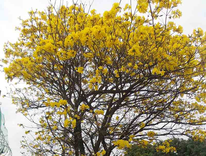 Bem Vinda  Primavera! Que começa sábado