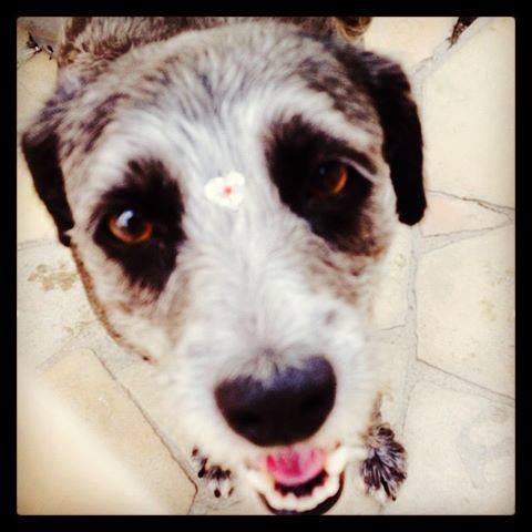 Cãominhada acontece no  Parque da cidade em Pinda