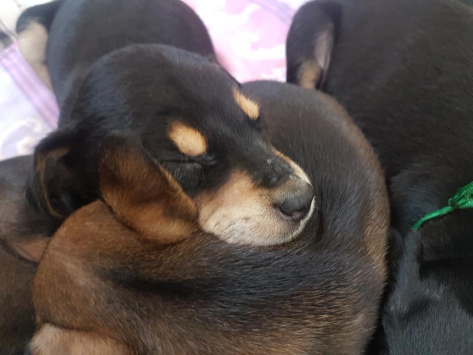 Pinda terá feira de adoção de animais no fim de semana