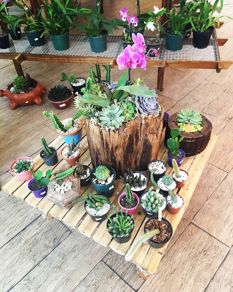 Taubaté Shopping recebe Feira de Orquídeas e Suculentas no mês das flores