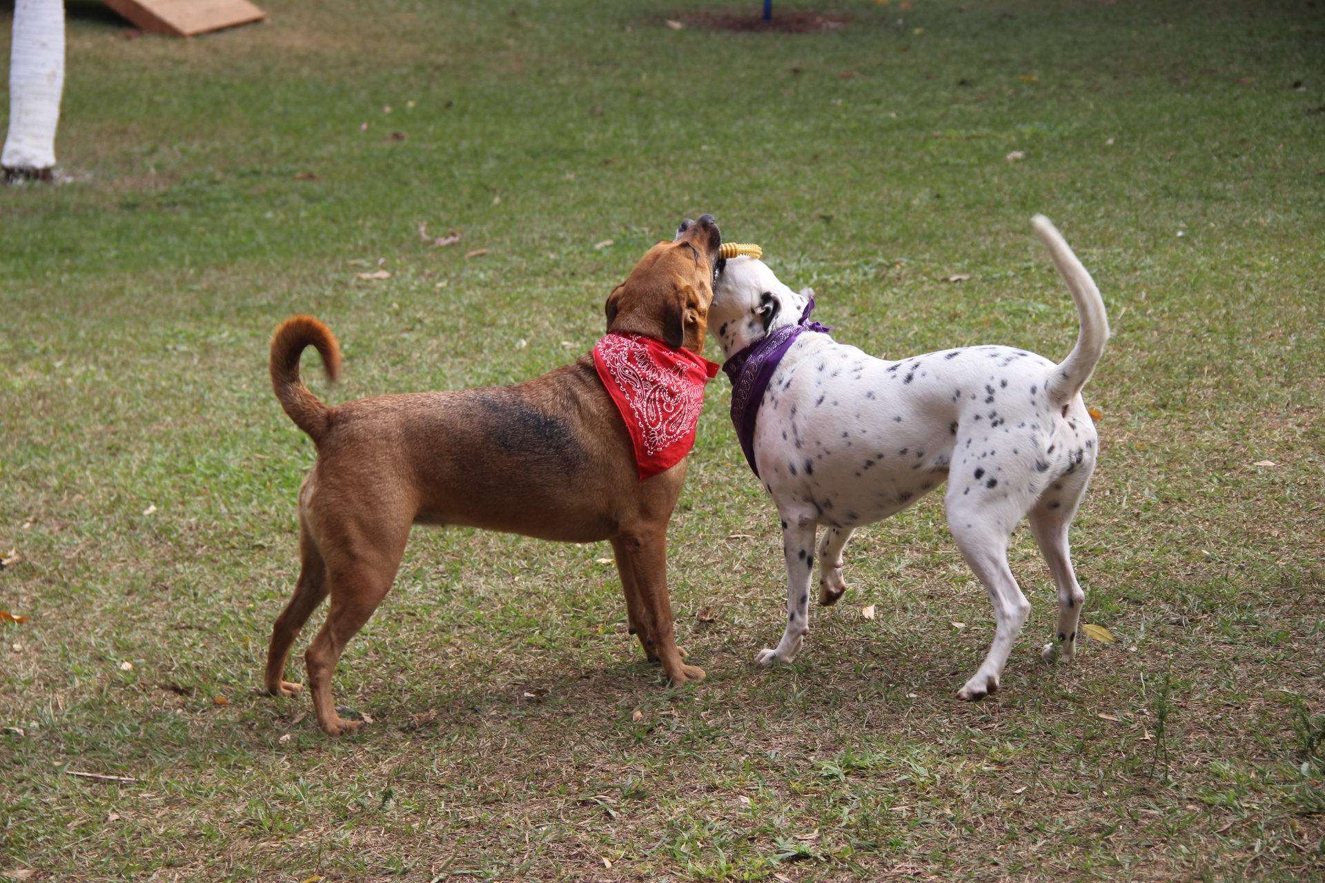 Palestras estimulam posse responsável de animais