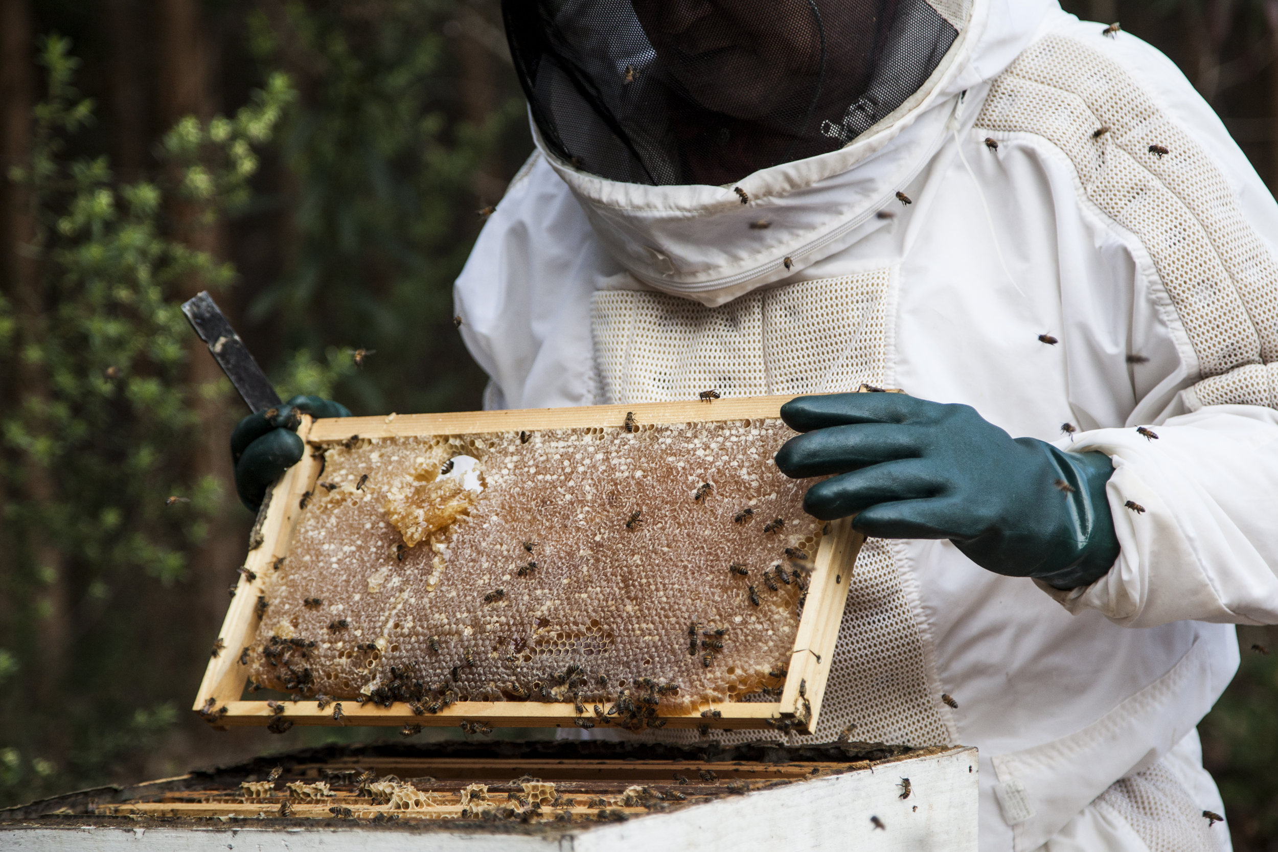 Fibria apresenta resultados do Programa Colmeias em evento de aniversário do Centro de Estudos Apícolas da Unitau