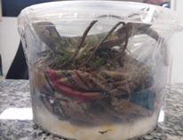 Polícia apreende animais silvestres e dois homens são presos