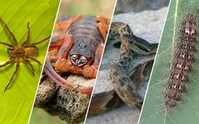 Verão chega com alerta sobre acidentes com animais peçonhentos