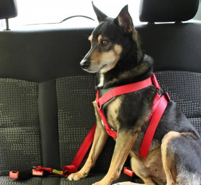 Vai viajar com o seu pet? Detran.SP dá  dicas de como transportar seu cão em segurança