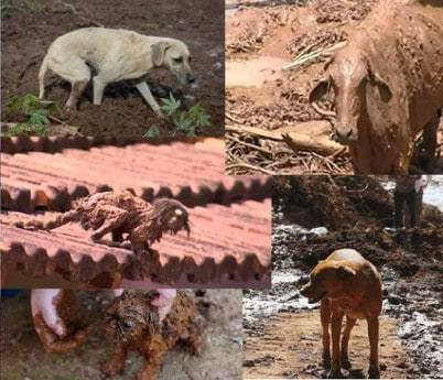 Resgate de animais pós-desastre requer preparo, disciplina e muito cuidado