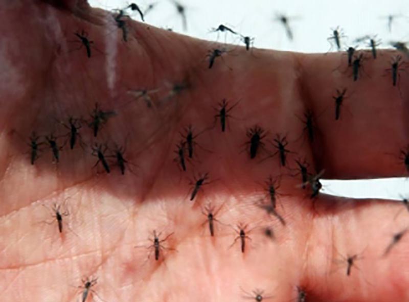 Casos de dengue no Brasil aumentam 149%