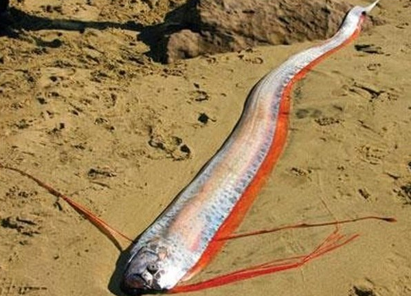 ‘Peixe do fim do mundo’ é pescado em três países e preocupa cientistas