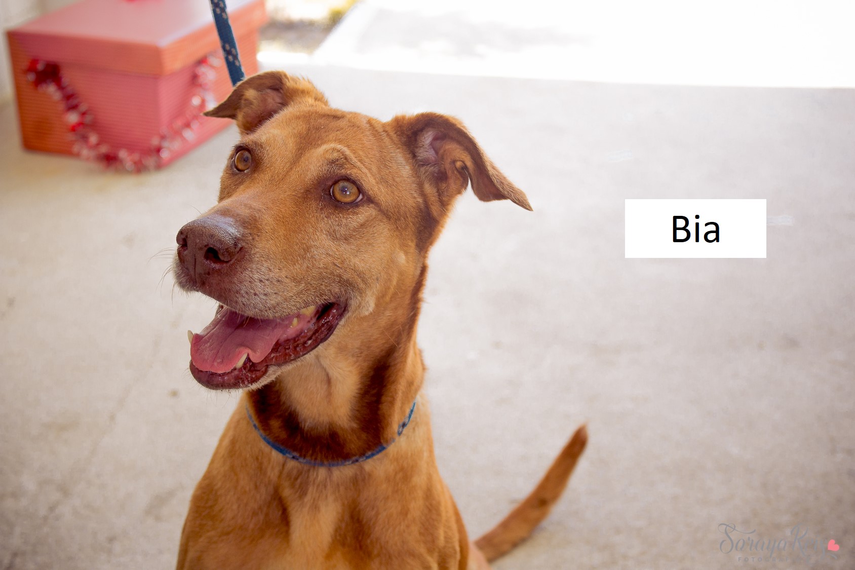 ONG promove feira de adoção de animais do CCZ