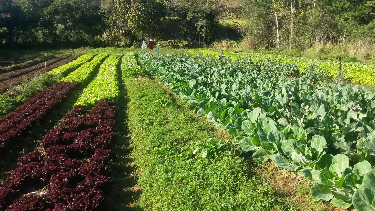 Produtores rurais fornecem alimentos agro ecológicos para restaurante