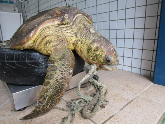 Projeto Tamar Ubatuba devolve ao mar uma tartaruga-cabeçuda reabilitada